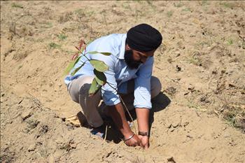 Volunteer Planting the new sapling in the mother earth.