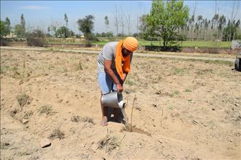 A Volunteer watering the newly planted sapling.