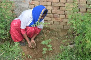 Staff member planting the new sapling.