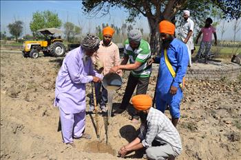 Tree Plantation