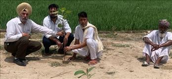 Triveni Plantation